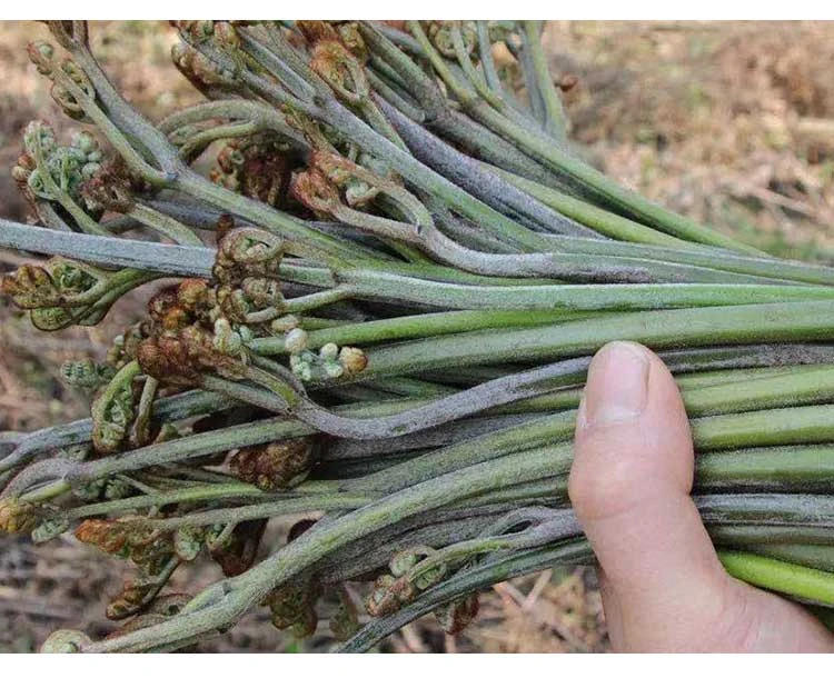 贵州高山蕨菜新鲜采摘绿色健康山野特产蔬菜