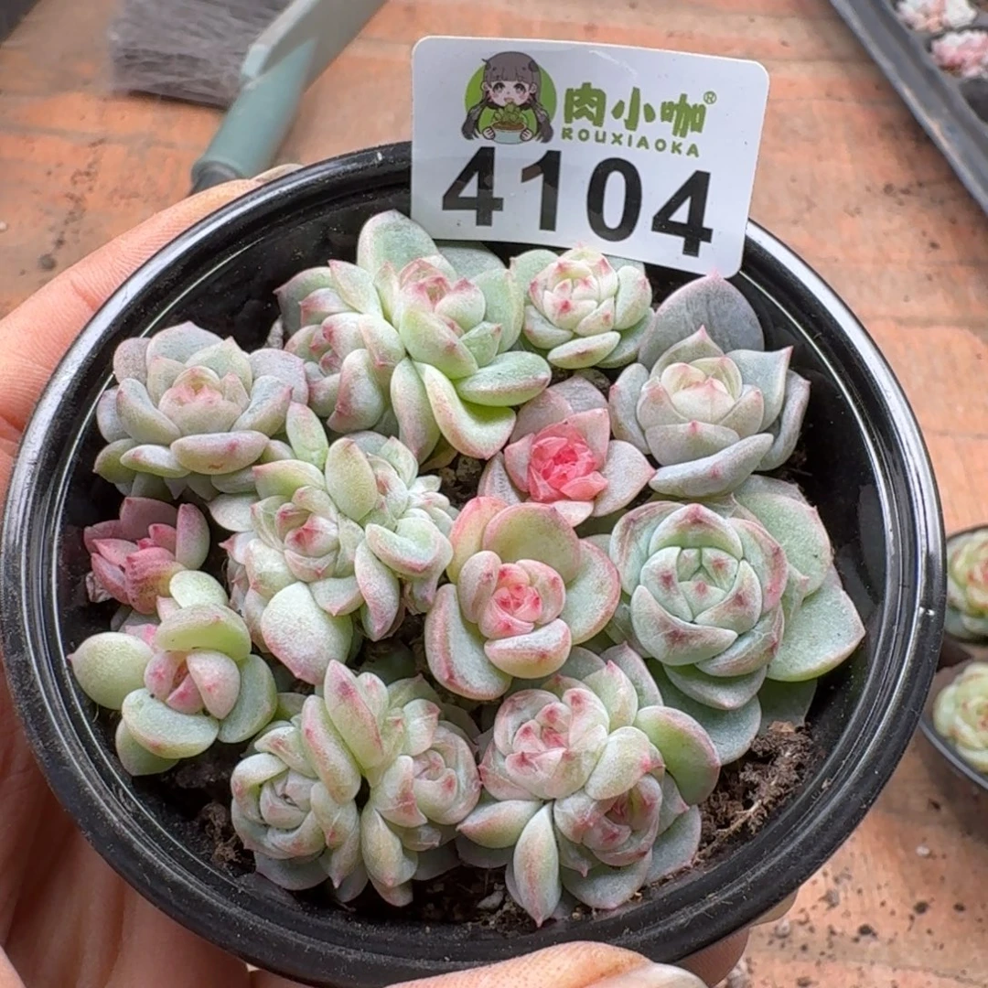 奶***葵多肉植物多肉植物