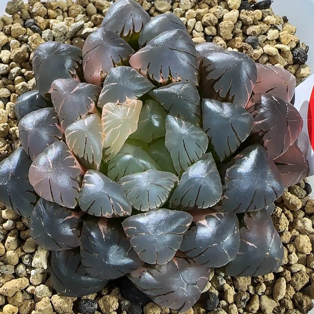 452号非组冰灯玉露锦一物一拍带盆