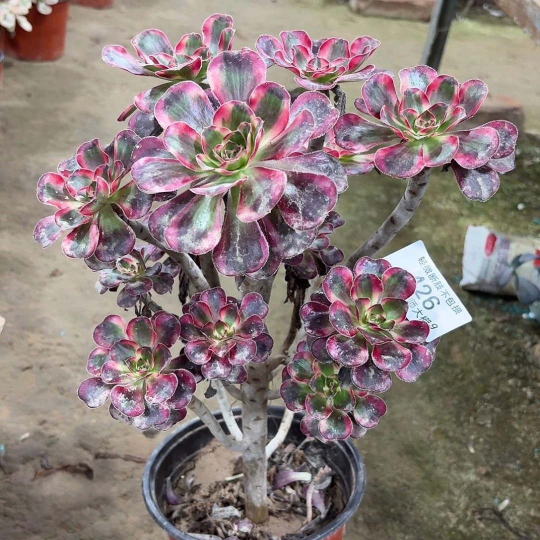 426丽娜多肉植物法师