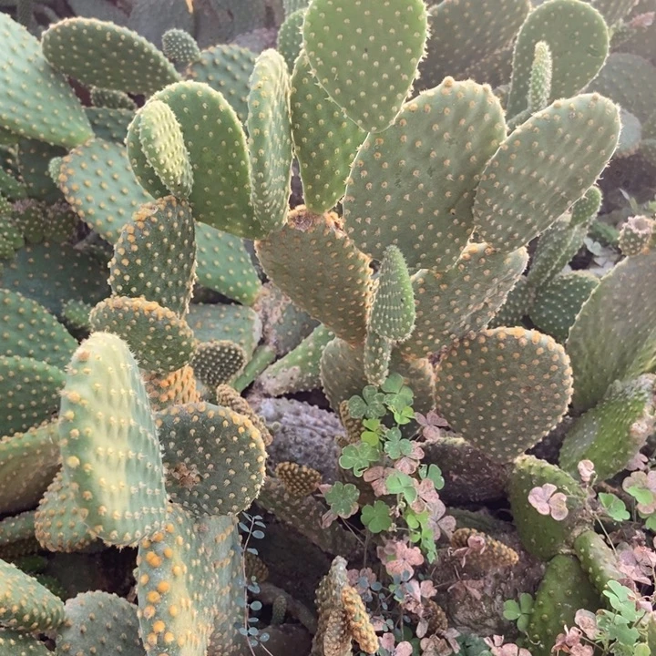 黄毛掌出侧芽20米三片