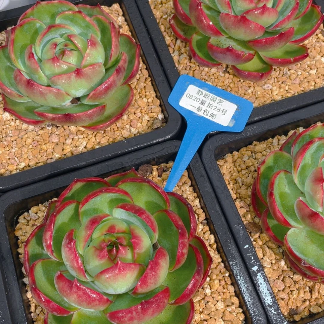 0820-18-宽叶惊鸿大单头福利一颗量拍