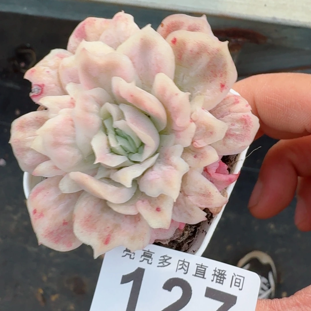 泡泡纱裙      愿你一路坦途，乘风破浪展宏图