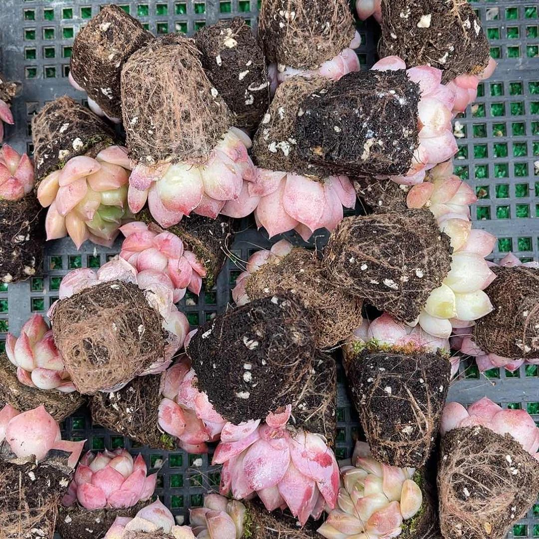 精品多肉一物一拍17-66