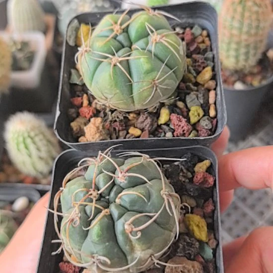 海王直径4六棱+七棱