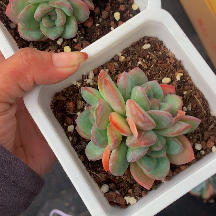 泡芙三头 处理  （满9.99包邮不满9.99发叶子）