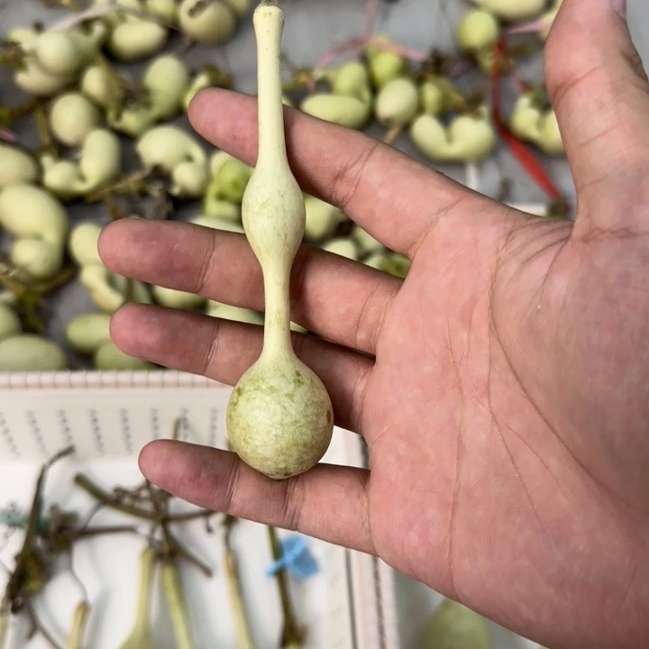 ***6大叶紫檀（黑酸枝木类）