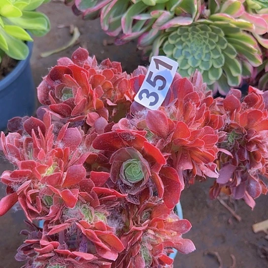 娟*多肉植物一个