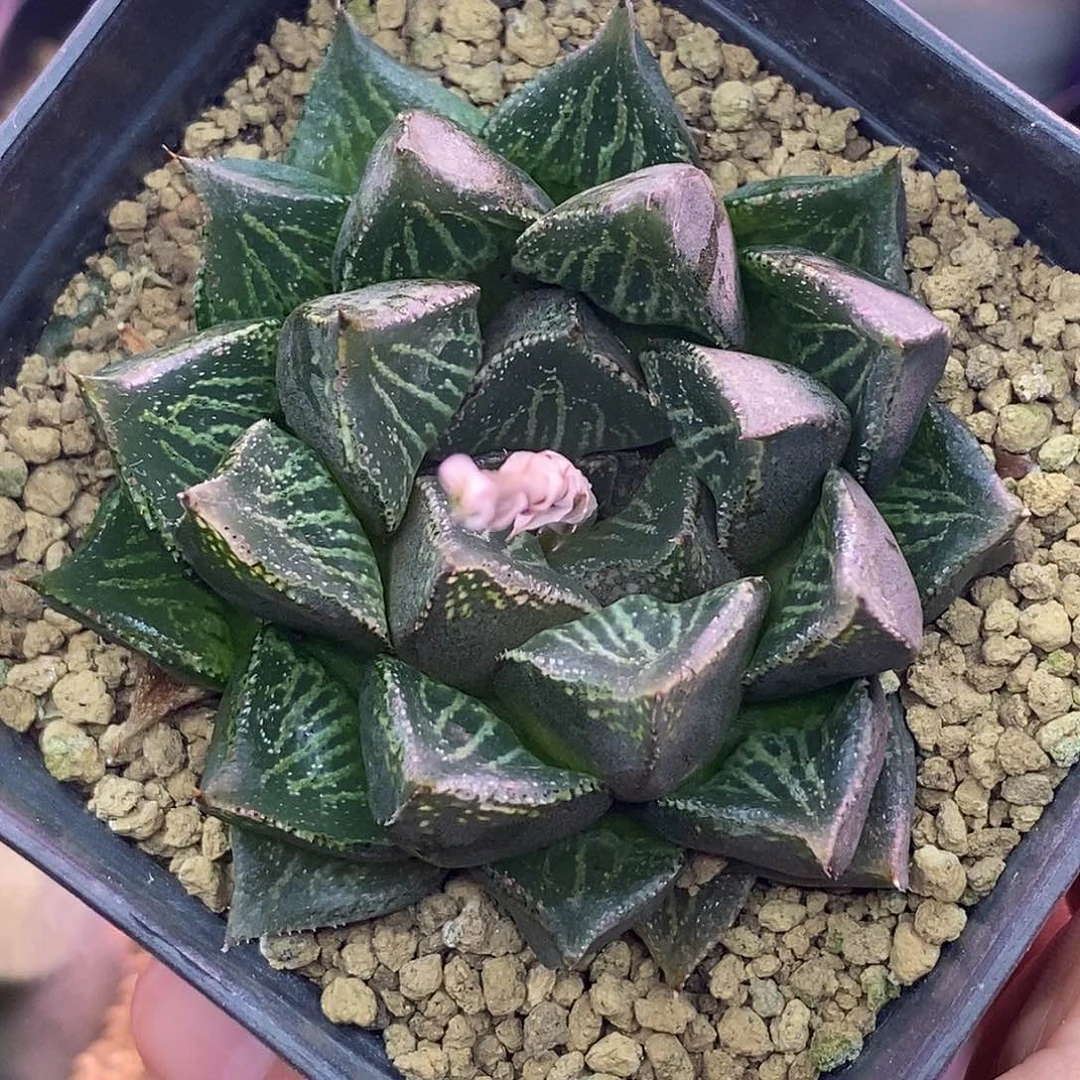 不带盆脱土裸根发货