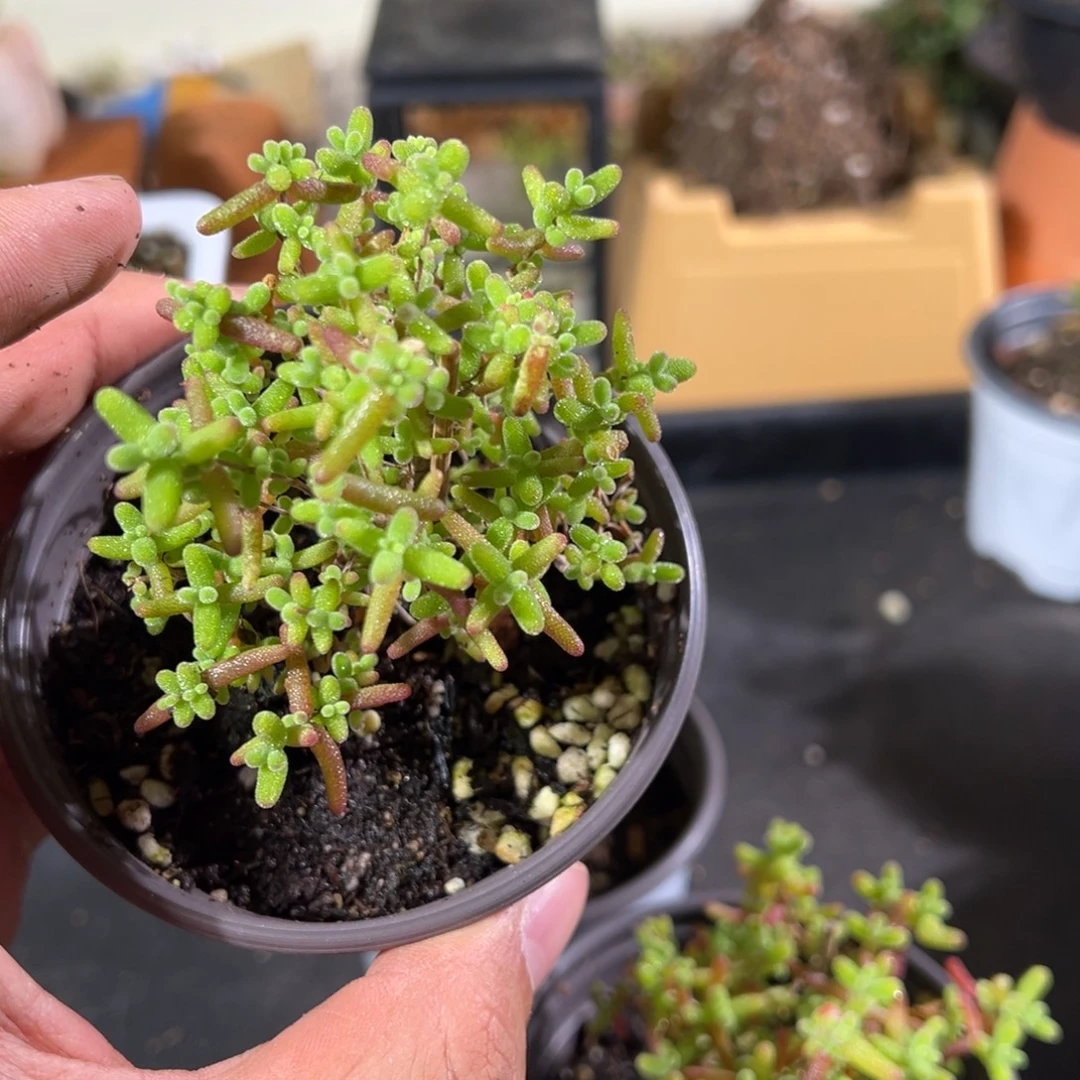 橘子糖90杯老桩福利