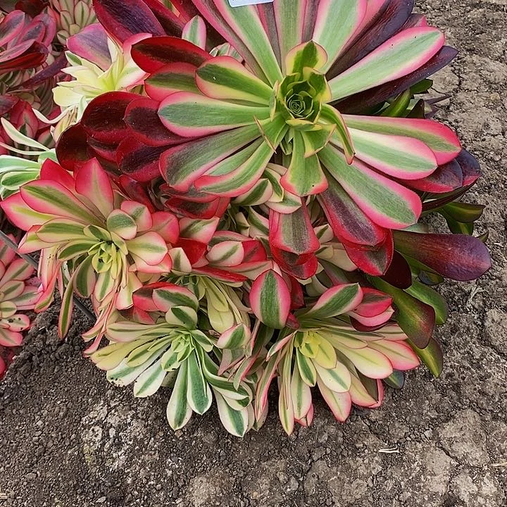 多肉美杜莎414多肉