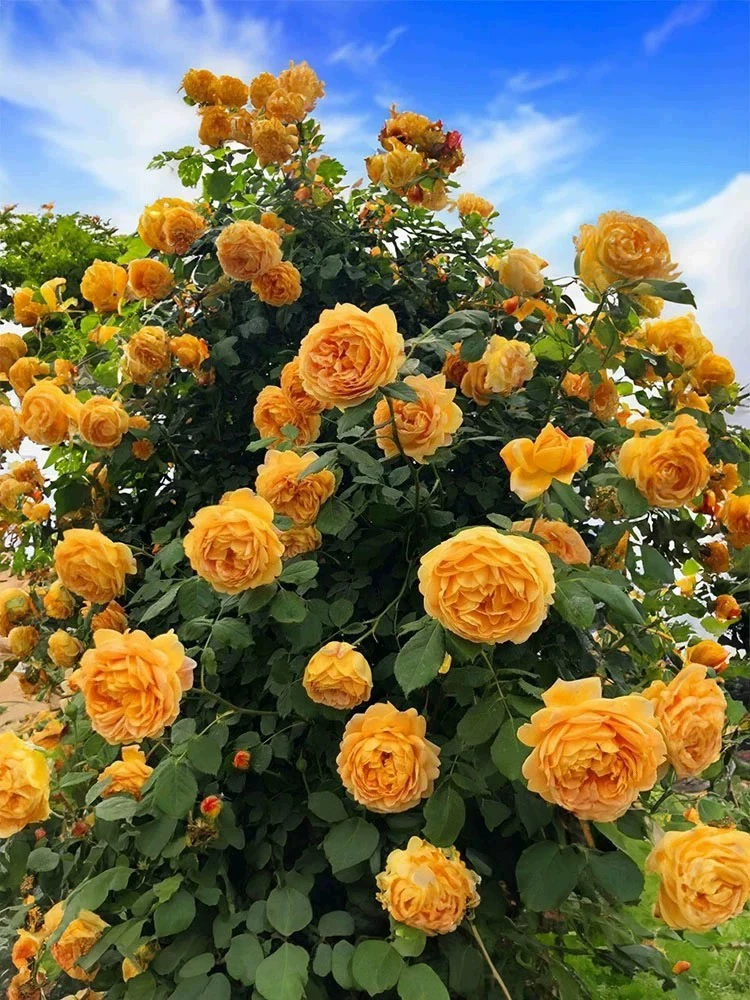 黄金庆典藤本月季花大苗浓香特大花爬藤玫瑰阳台庭院爬藤植物四季