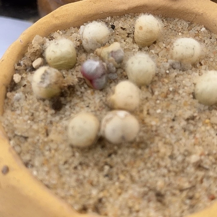 史蒂芬尼毛球一颗