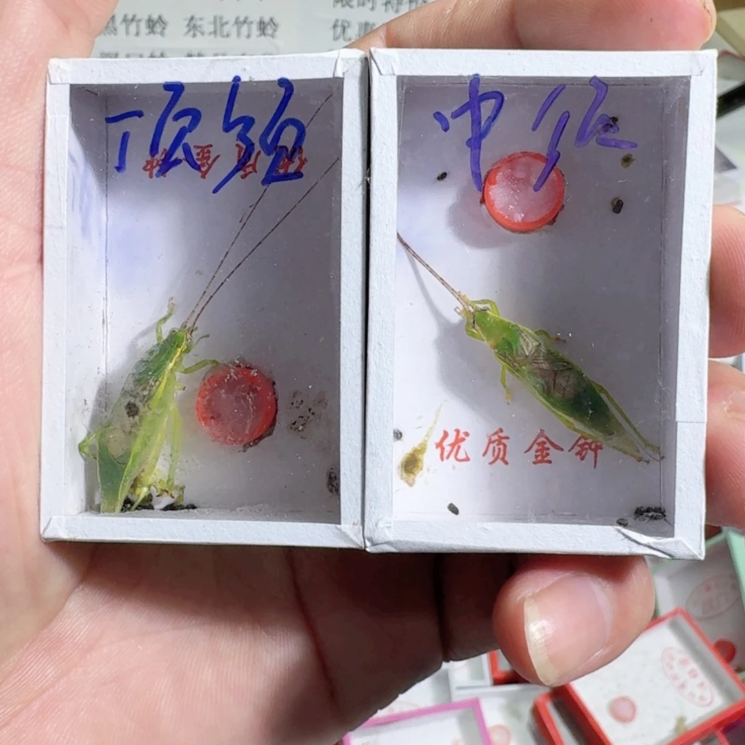 用***7蟋蟀蝈蝈我也不知道怎么办啊