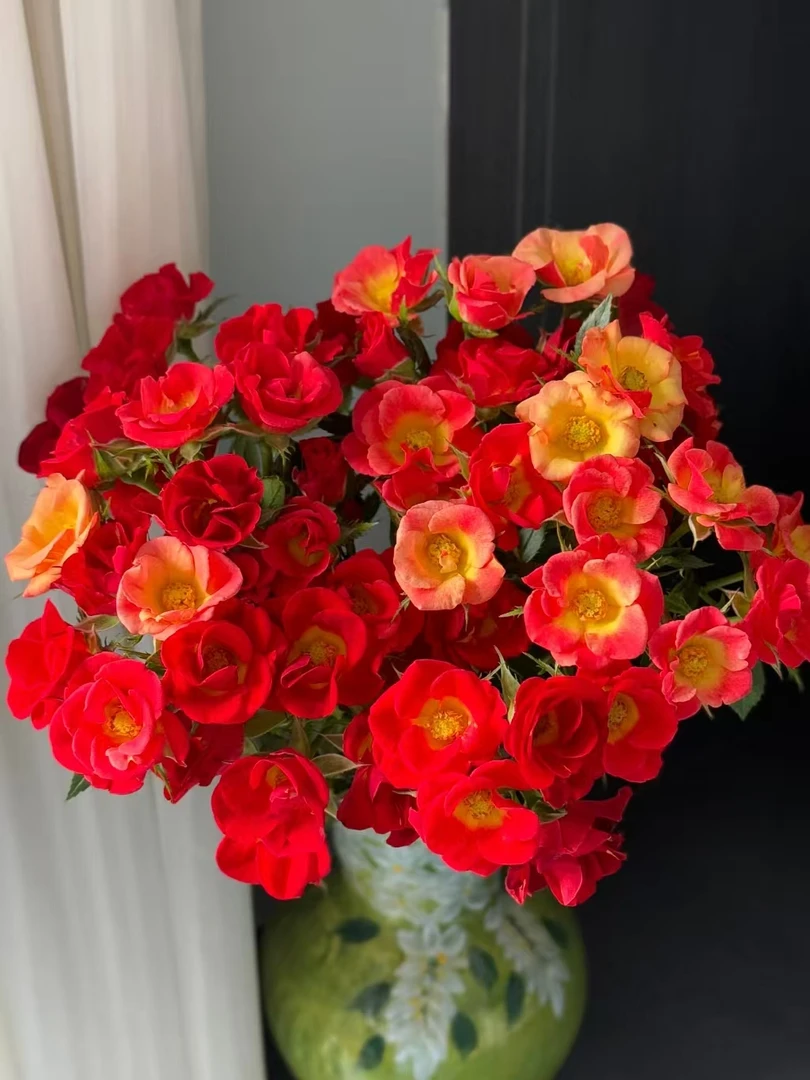 【小红花玫瑰链接】鲜切花美观养护