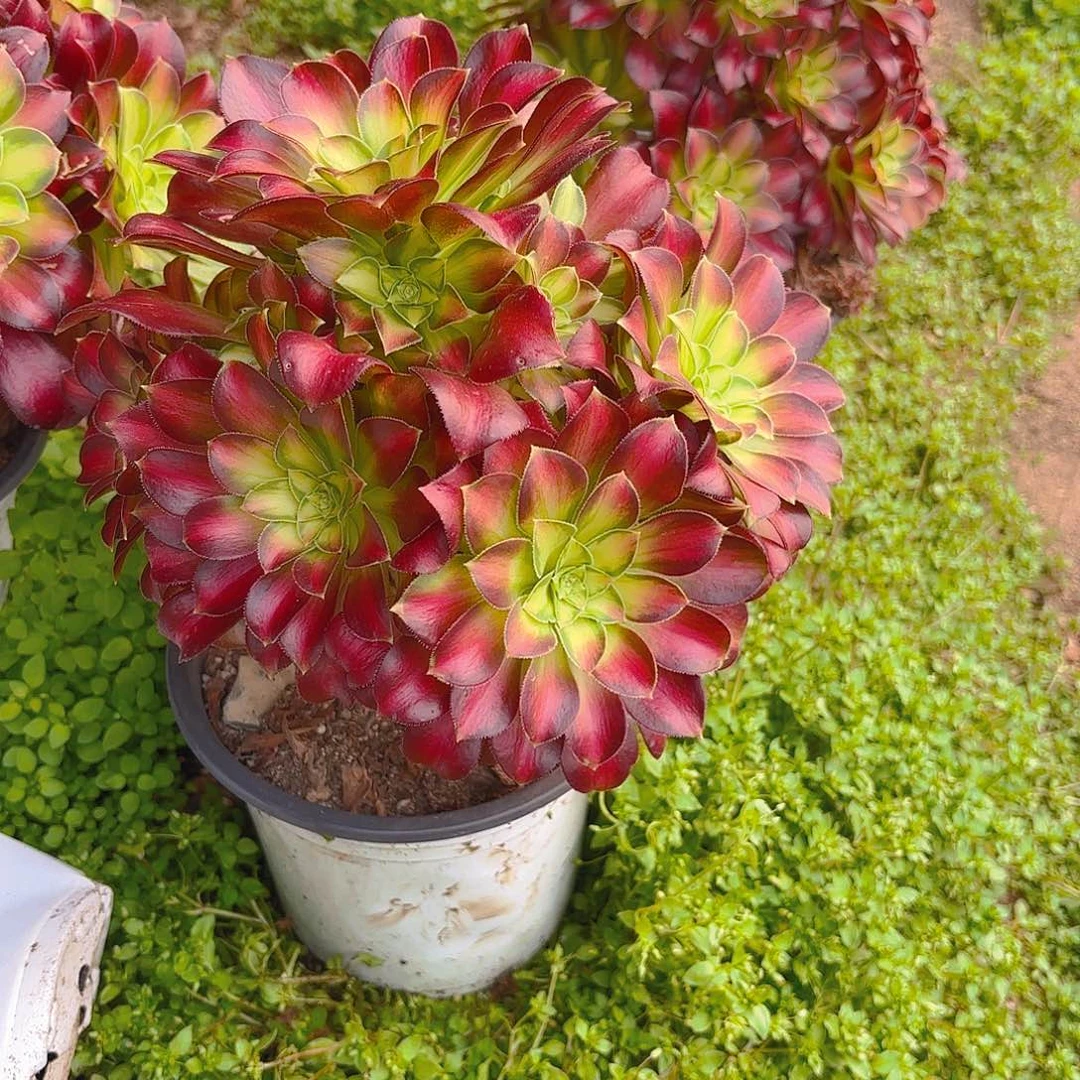 韶华老庄多肉植物