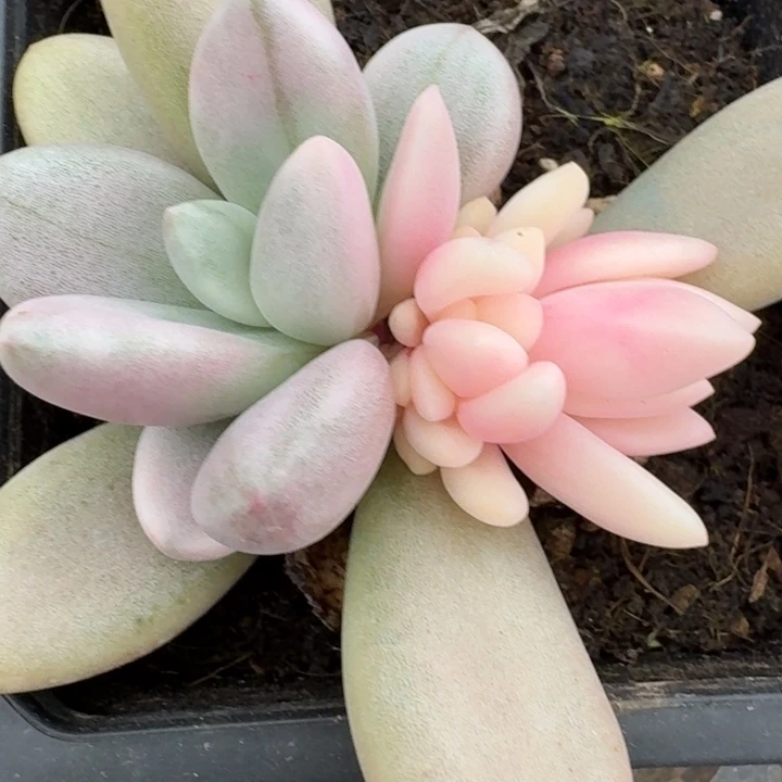 桃花源底座一物一拍