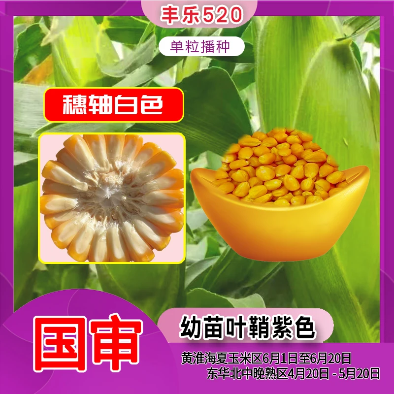 丰乐520国审玉米种子抗病矮杆大棒抗倒伏芽率高白轴厂家原装正品