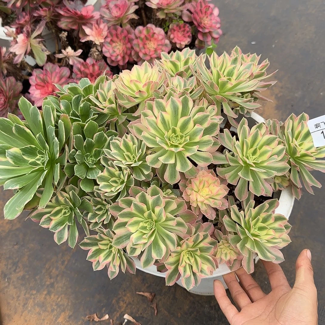 125多肉 粉水晶法师