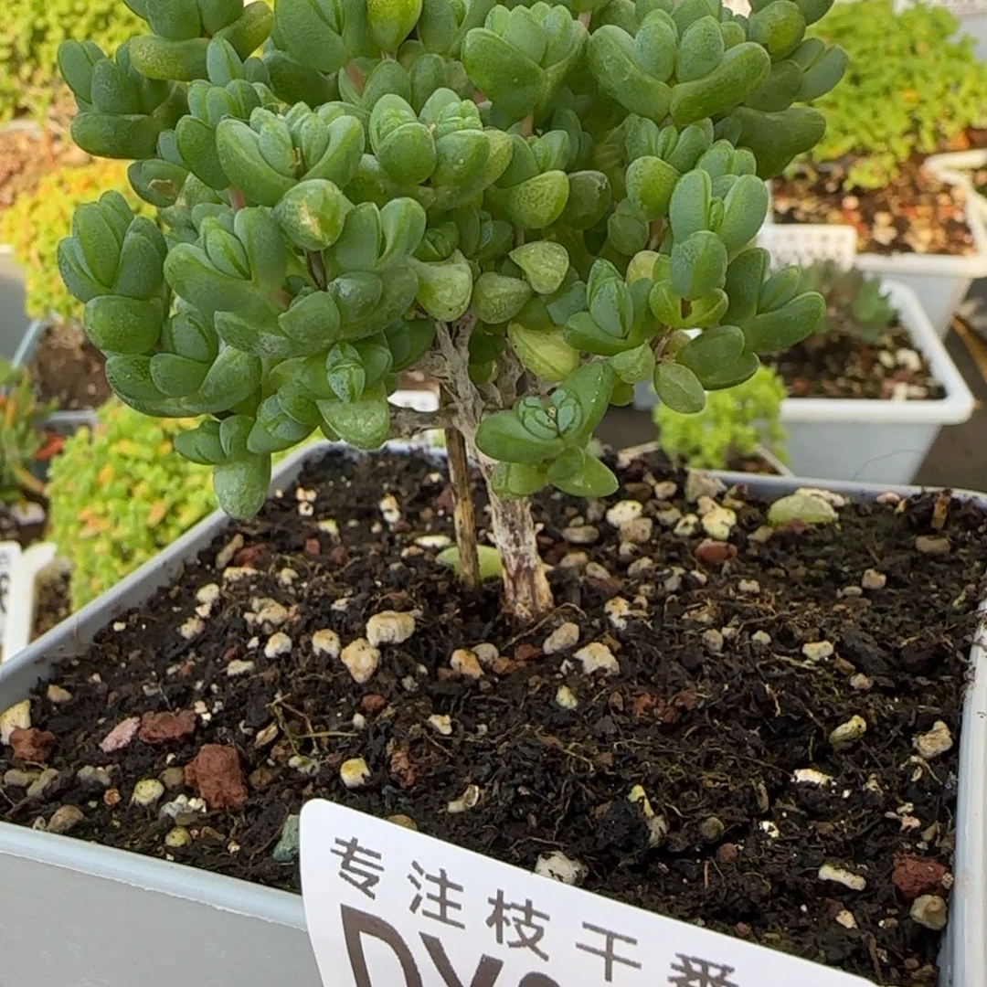 dy0220大元宝老桩直杆