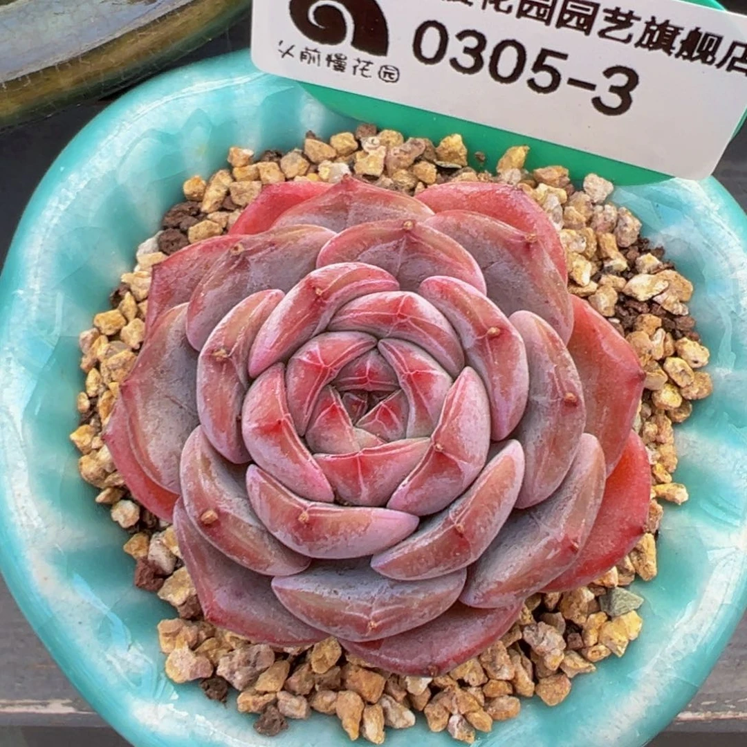 从前慢多肉精选编号0305.3