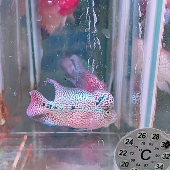 海水鱼22222222222