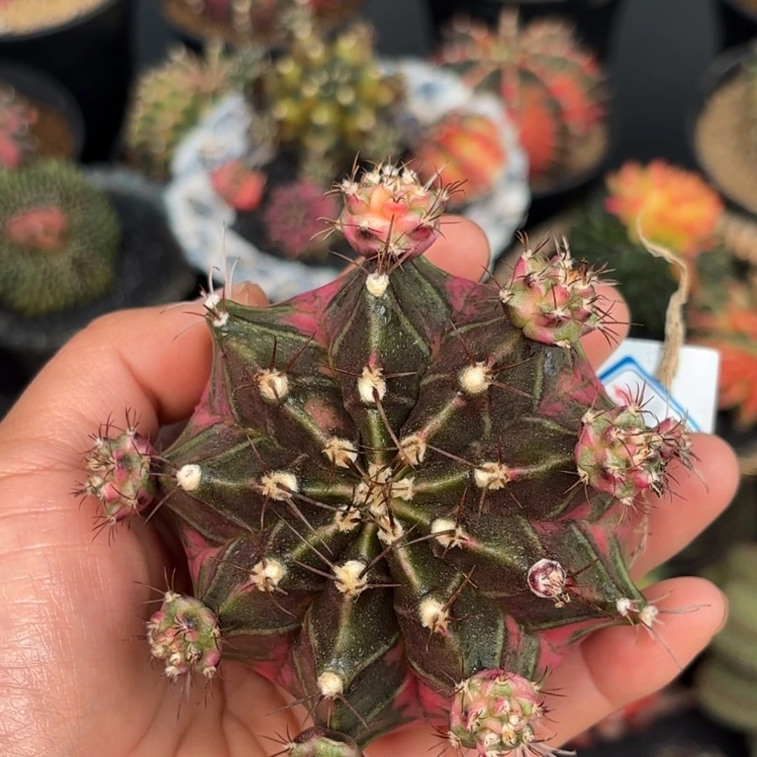 泰系米哈母本仙人球838