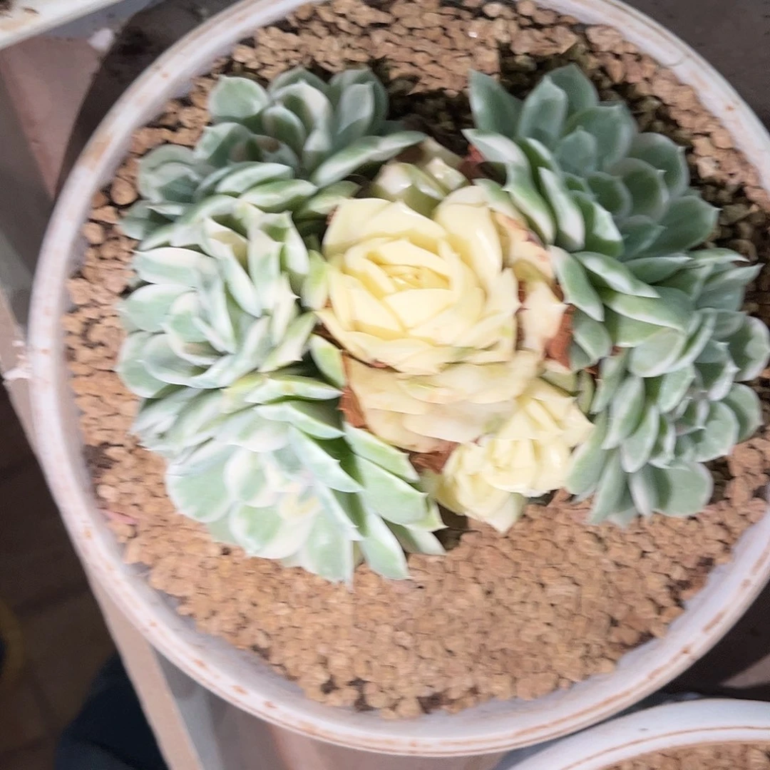 寄养链接的，我们这里是