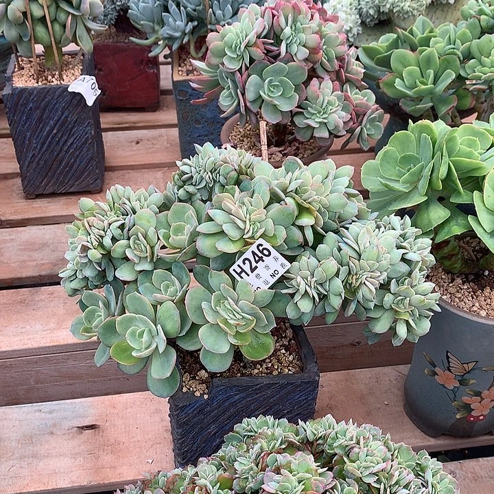 霞光缀化  非偏远38包邮 节后发
