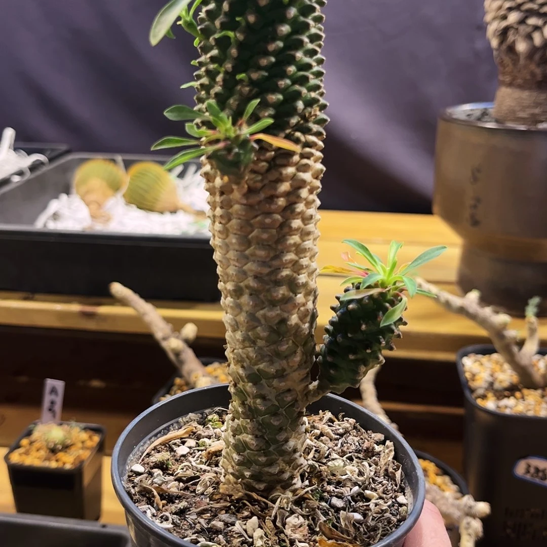 潮流植物单头铁甲麒麟，