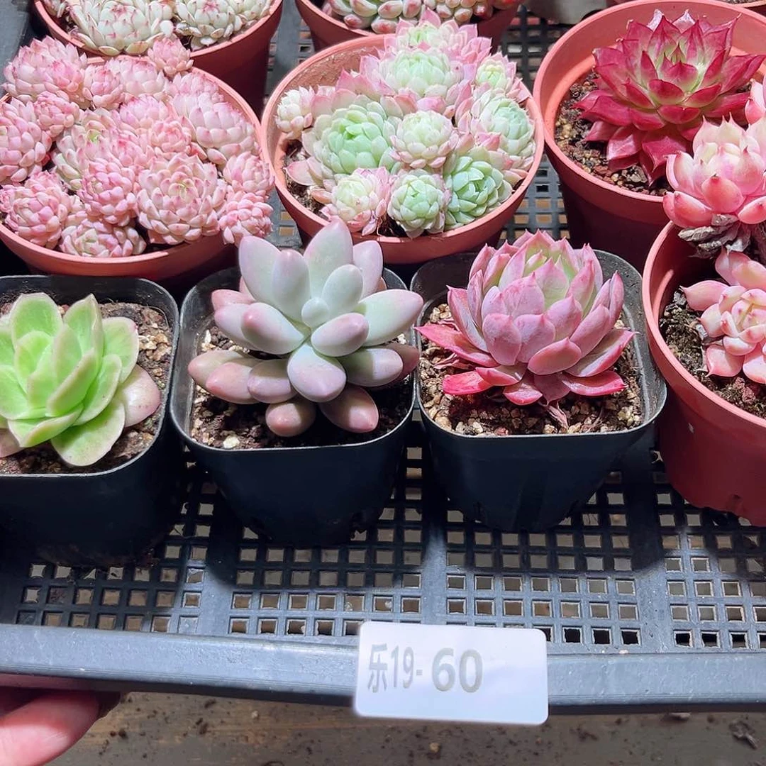 乐19-60 框拍13颗