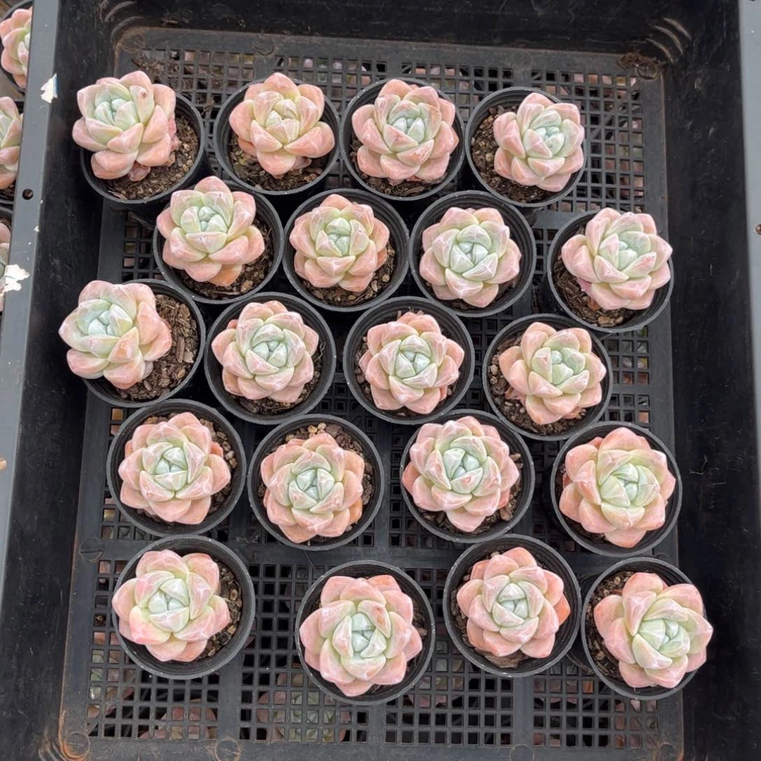 13号新疆西藏内蒙古不包邮