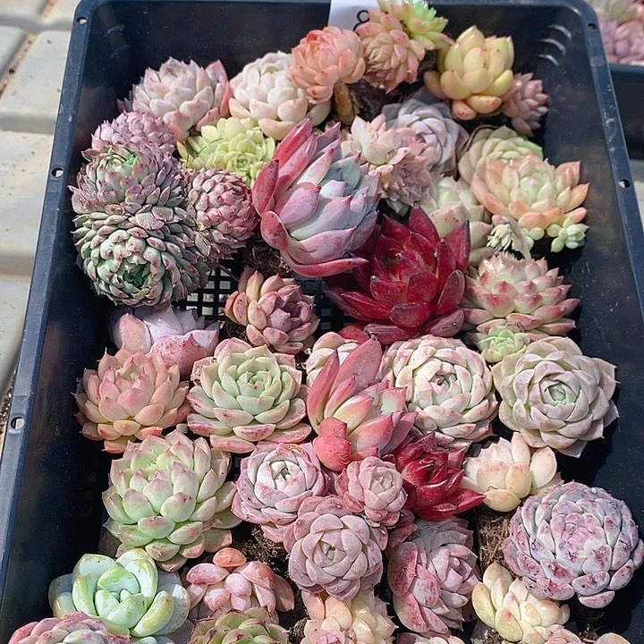 87 多肉植物盆栽花卉植物