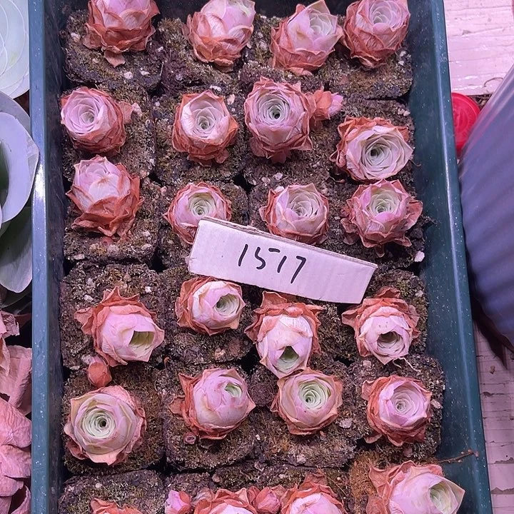 山地玫瑰1517号，一物一拍24颗1.8cm左右尺寸小