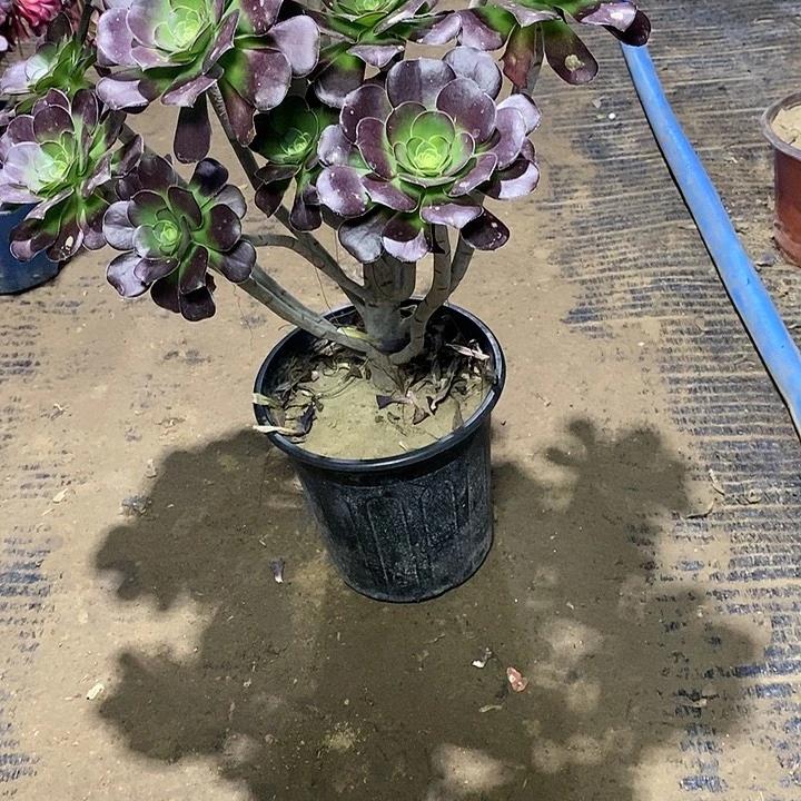 38，圆叶红酒杯多肉饭的