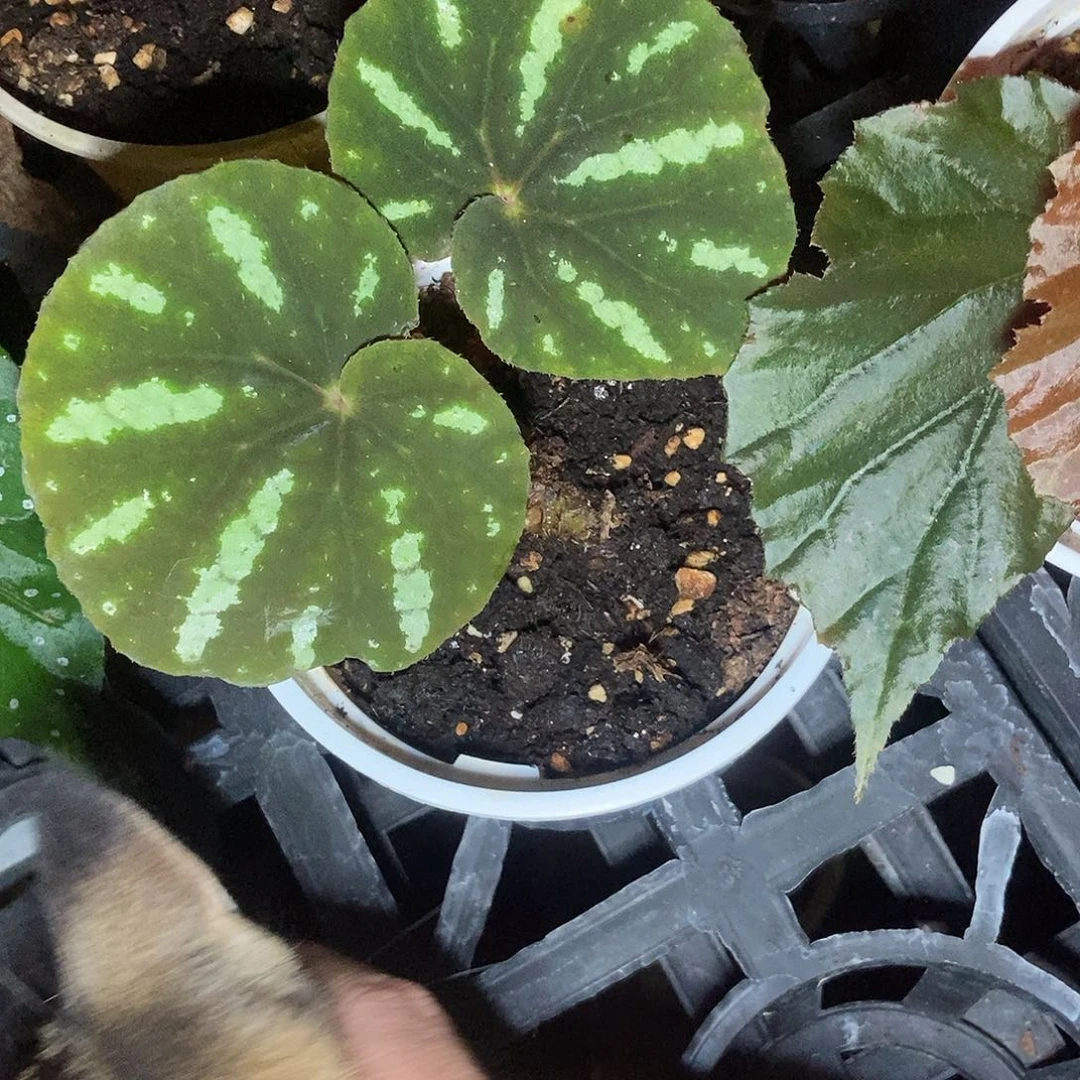 北约一物一拍2222