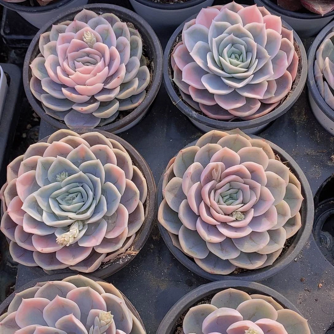 0119-蓝色惊喜锦单头一颗量拍