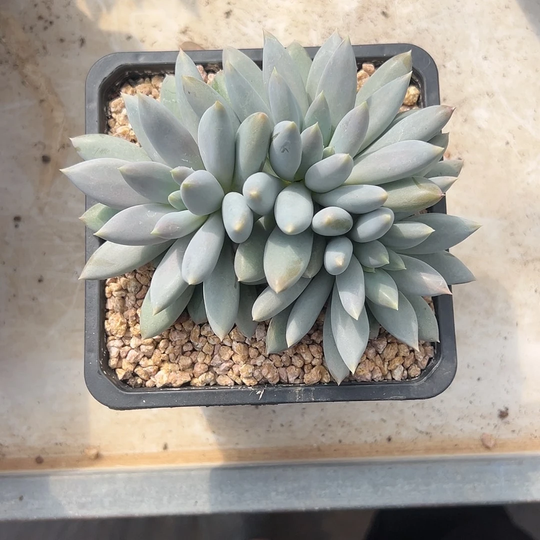 【闪购商品】哥特萝莉