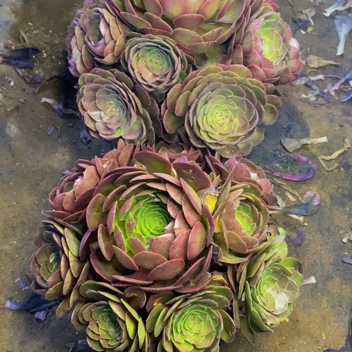 匆***?两盆多肉断头不包0675