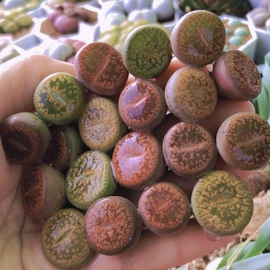 无花朵1378，彩色日轮