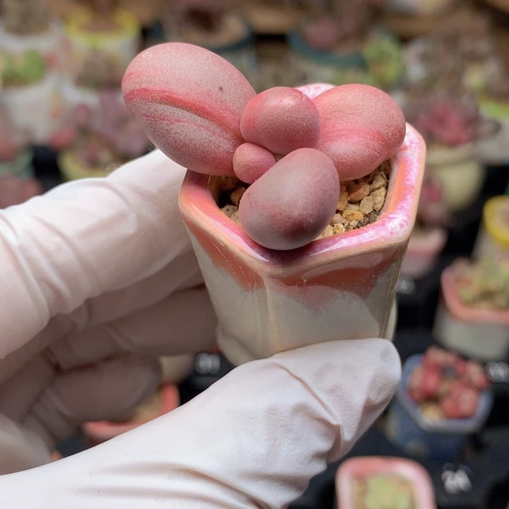 035 糖果烟花彩虹锦