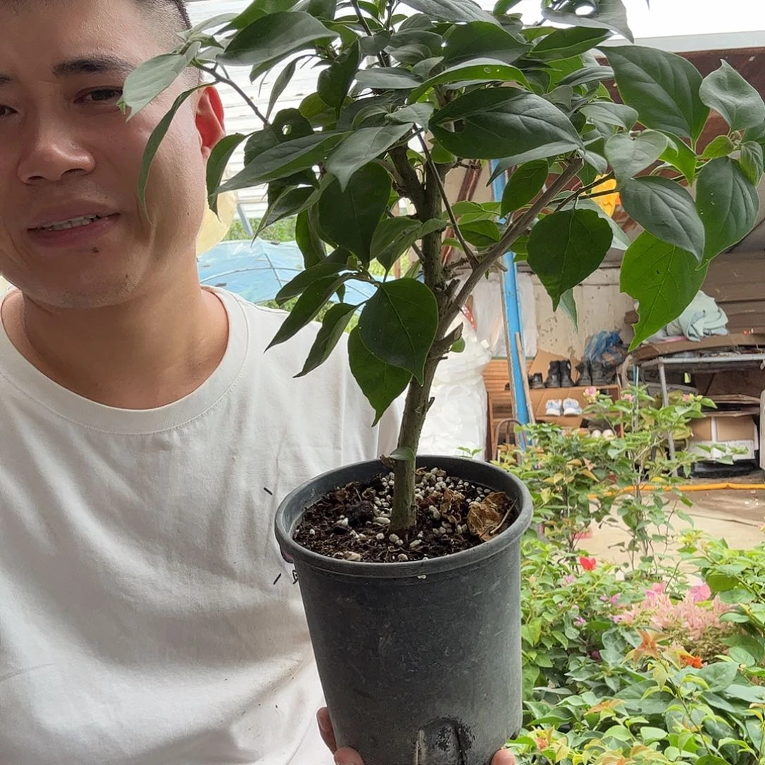无花朵三角梅51号