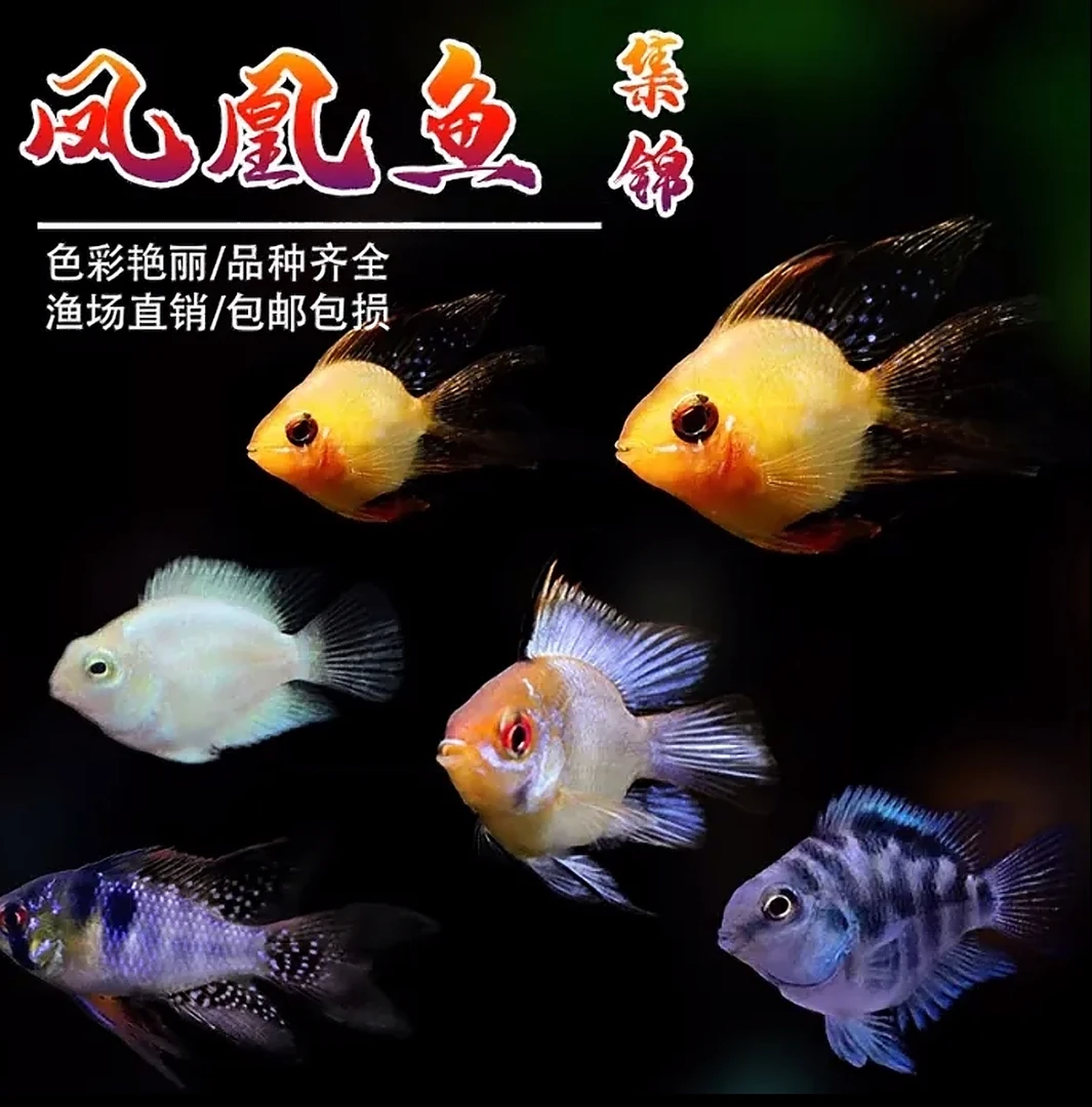 金波子 阿凡达 荷兰凤凰 活体短鲷科 小型热带观赏鱼