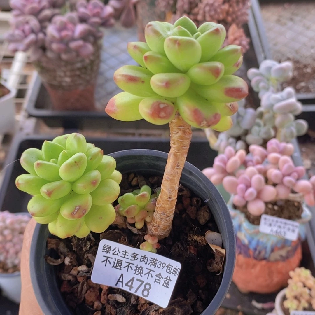 香格里拉478多肉植物