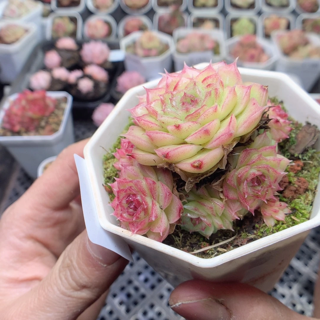 无花朵S190。yyyyyyyu