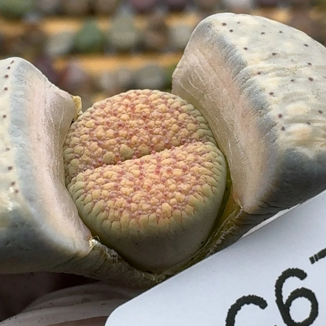 675哈哈哈哈哈哈哈哈哈哈多肉