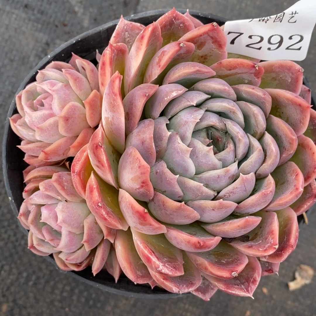 7292杂交多肉老桩