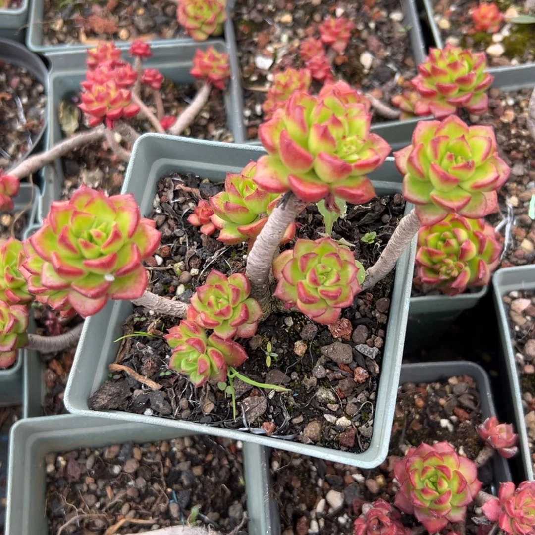 l**a蒂亚不包任何售后精控多肉一物一拍