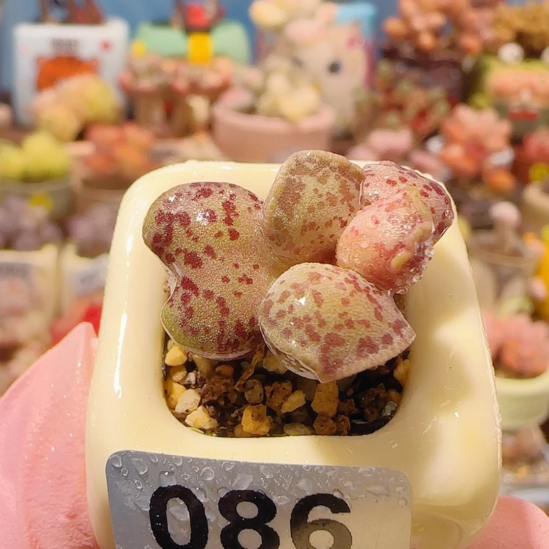 T变异的猫耳海豹盆口2.5cm