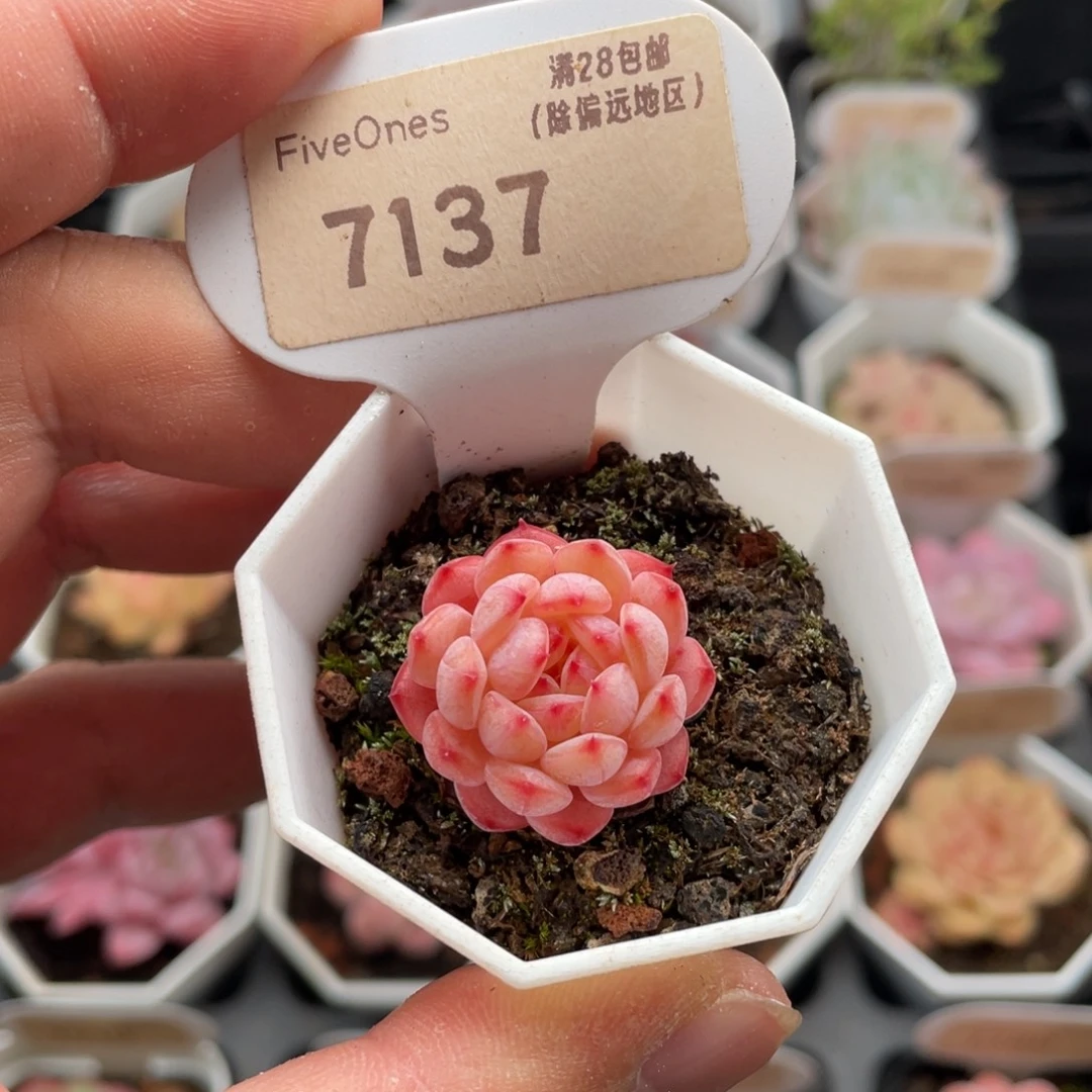 白胖子7137-2.5厘米